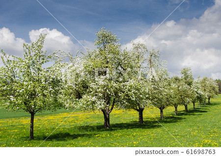 Blooming apple trees on a meadow in Swiss Canton Thurgau, Switzerland 61698763