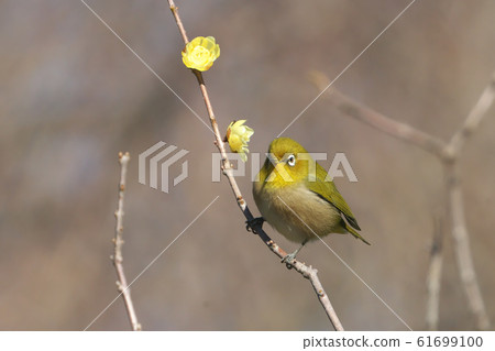 Soshinrowai花和白眼 61699100