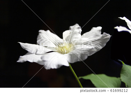 白色鐵線蓮。花語是精神之美。 61699212