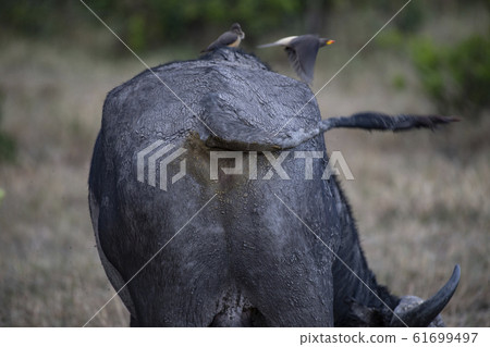 布法羅的屁股 布法羅的屁股 61699497