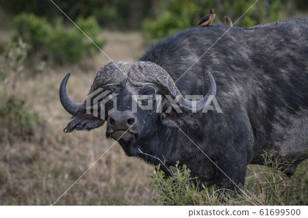 Buffalo and oxpecker 61699500