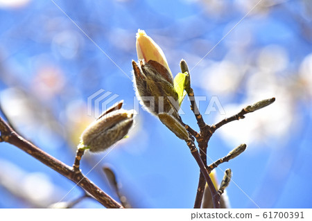 Kobushi's coffin Kobushi's coffin 61700391