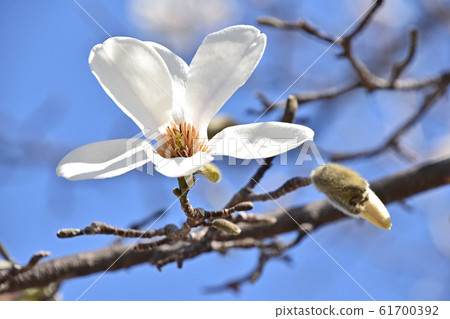 Kobushi (spicy) Kobushi (spicy) 61700392