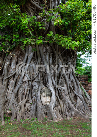 Buddha head entwined with tree roots,Wat Mahathat,Ayutthaya province,Thailand 61700490