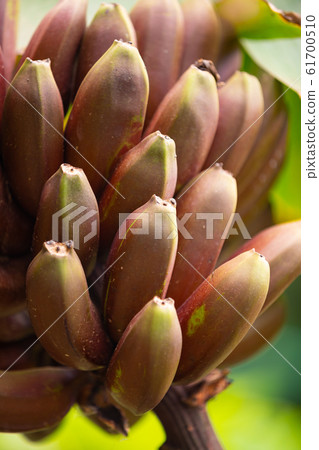 Fresh Organic Red Banana Bunch At Farm 61700510