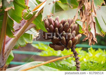 Fresh Organic Red Banana's Bunch In Tree 61700514