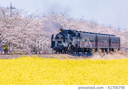Moka Railway: A steam locomotive running along rape and cherry blossom trees Moka Railway: A steam locomotive running along rape and cherry blossom trees 61700790