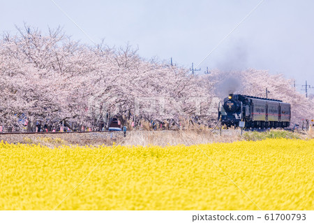 Moka Railway: A steam locomotive running along rape and cherry blossom trees 61700793