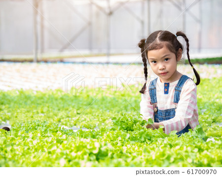 Asian little cute girl learning how to grow organic vegetables at the hydroponic green house. Kid and vegetables garden. Asian little cute girl learning how to grow organic vegetables at the hydroponic green house. Kid and vegetables garden. 61700970