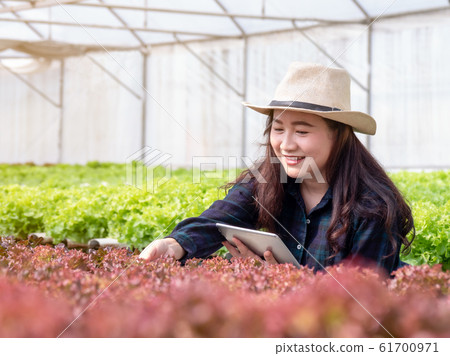 Beautiful Asian woman farmer looking organic vegetables and holding tablet for checking orders or quality at the hydroponic greenhouse. Beautiful Asian woman farmer looking organic vegetables and holding tablet for checking orders or quality at the hydroponic greenhouse. 61700971