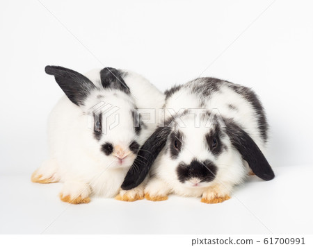 Two white young rabbits sitting on white background. Lovely couple rabbit in love or valentine's day concept. Two white young rabbits sitting on white background. Lovely couple rabbit in love or valentine's day concept. 61700991