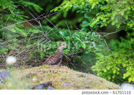 Blue Grouse Blue Grouse 61701118