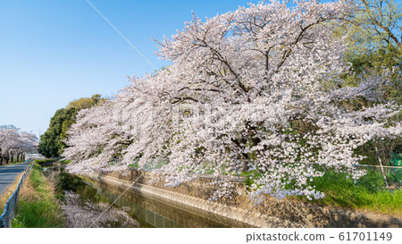 Sa玉縣南稻田 Sa玉縣南稻田 61701149