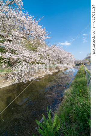 Minami rice field in Saitama prefecture Minami rice field in Saitama prefecture 61701154