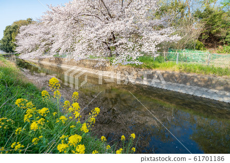 Sa玉縣南稻田 61701186