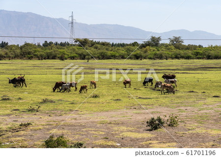 Brahman or Zebu bulls on the road to Gheralta in Tigray, Ethiopia 61701196