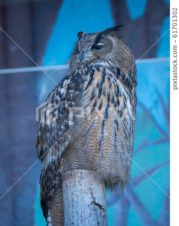 owl   61701302