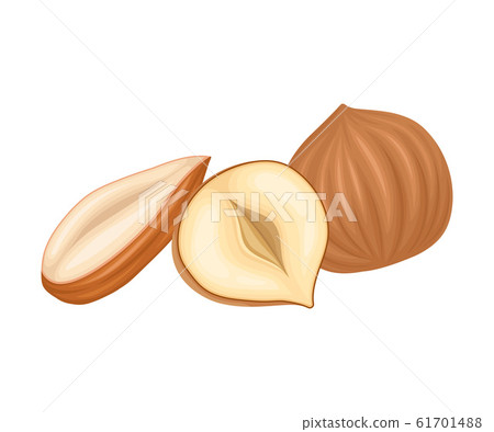 Whole and Cracked Nuts. Food for Good Brain Function Isolated on White Background Vector Illustration Whole and Cracked Nuts. Food for Good Brain Function Isolated on White Background Vector Illustration 61701488