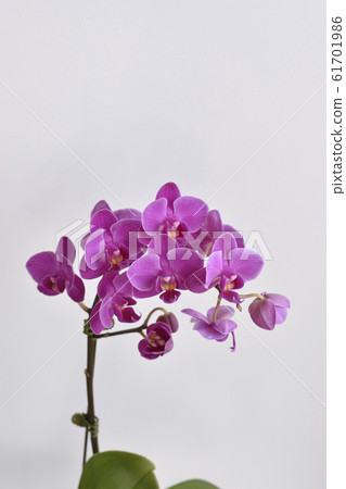 蛾蘭花 蛾蘭花 61701986