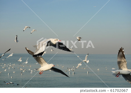 Group of Seagulls flying and floating on the sea surface , Seagull with blue sky in background at Bang Poo Recreational Retreat, Migratory birds in winter, Thailand Group of Seagulls flying and floating on the sea surface , Seagull with blue sky in background at Bang Poo Recreational Retreat, Migratory birds in winter, Thailand 61702067