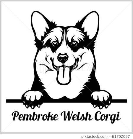 Pembroke Welsh Corgi - Peeking Dogs - breed face head isolated on white 61702097