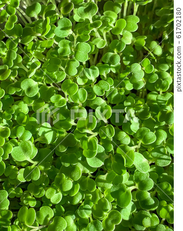 Arugula sprouts from above, macro food photo. Sprouting rocket, Eruca vesicaria, also called garden rocket. Green seedlings and young plants of Lens esculenta puyensis, a healthy microgreen. 61702180