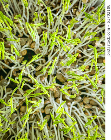 Green lentil sprouts from above, macro food photo. Sprouting French green lentils, also called Puy lentils. Green seedlings and young plants of Lens esculenta puyensis, a healthy microgreen. Green lentil sprouts from above, macro food photo. Sprouting French green lentils, also called Puy lentils. Green seedlings and young plants of Lens esculenta puyensis, a healthy microgreen. 61702186