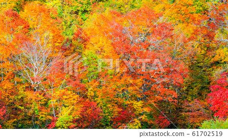 Kamike秋葉 61702519