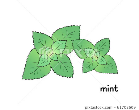 薄荷藥草 61702609