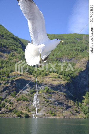 海鷗飛過峽灣4 61702633