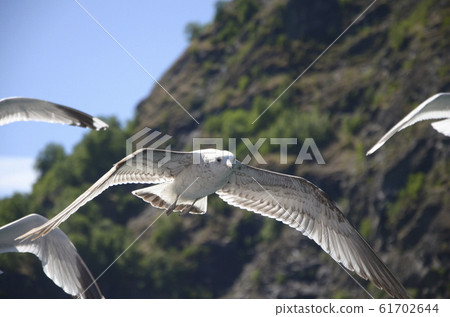 Seagulls flying over the fjord 3 Seagulls flying over the fjord 3 61702644