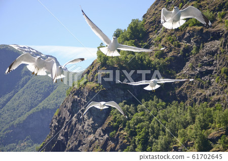 群海鷗飛過峽灣2 61702645
