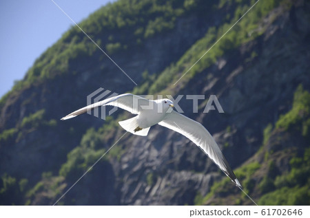 海鷗飛過峽灣5 61702646