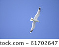 一隻海鷗在藍藍的天空中飛翔 61702647