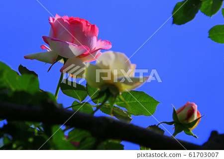 Roses Roses 61703007