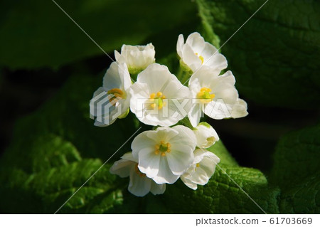 Sankayou June八man平 61703669