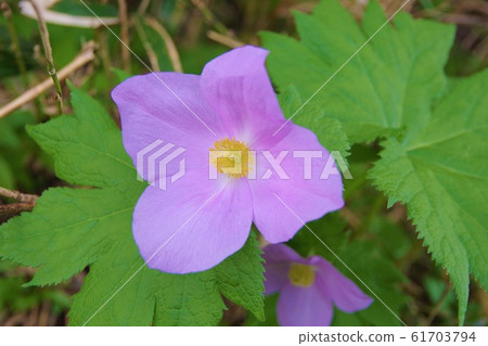 Shiranaeoi（6月）八man平 61703794