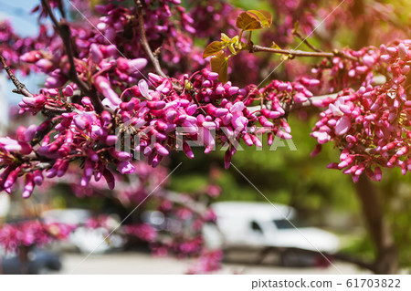 Flowering branch of Cercis also known as the redbud tree on a sunny spring day 61703822
