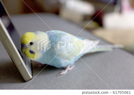 積精長尾小鸚鵡伴侶鳥智能手機 61705061