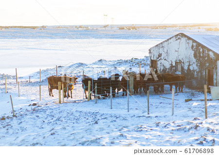 Farm in winter in a small town in iceland. Cows Farm in winter in a small town in iceland. Cows 61706898
