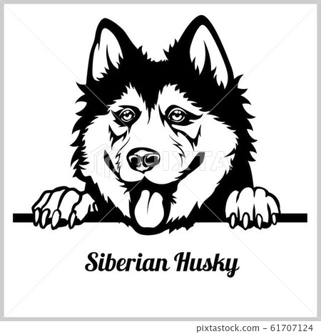 Siberian Husky Dog Breed - Peeking Dogs - breed face head isolated on white 61707124
