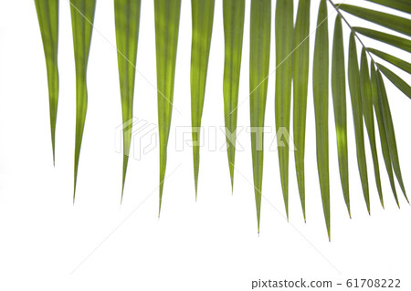Areca palm leaf Areca palm leaf 61708222