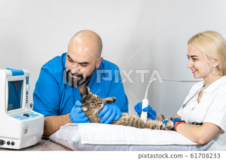 Veterinarians carry through an ultrasound 61708233