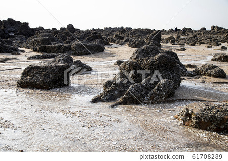 A landscape with rocks on a drained shore 61708289