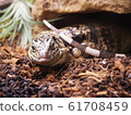 A large lizard entering the shelter, Golden Tegu 61708459