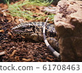 A large lizard entering the shelter, Golden Tegu 61708463