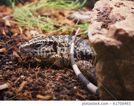 A large lizard entering the shelter, Golden Tegu 61708463