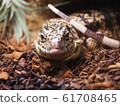 A large lizard entering the shelter, Golden Tegu 61708465