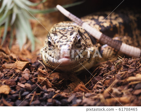A large lizard entering the shelter, Golden Tegu 61708465