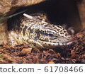 A large lizard entering the shelter, Golden Tegu 61708466